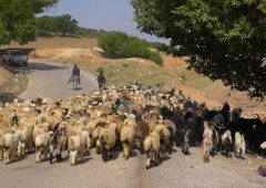 کوچ زودهنگام عشایر تهدیدی برای مراتع جنوب کرمان است