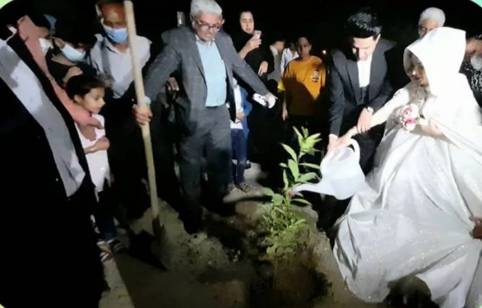 عروس و داماد جیرفتی نهال مهر و محبت کاشتند