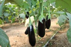 بادمجان جیرفت در راه روسیه