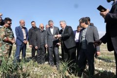 وزیر جهاد کشاورزی از مزارع تولید پیاز و سیب زمینی در جیرفت بازدید میدانی کرد.