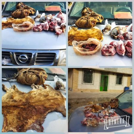 دستگیری عامل شکار ۲ کل و بز کوهی در جیرفت