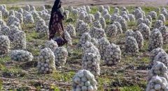 ادامه تعدیل قیمت پیاز