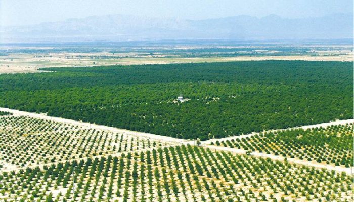 چرایی گران‌تر بودن میوه در تولیدکننده میوه ایران؛ قیمت‌های جیرفت را دریابید