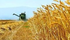 کام تلخ گندم‌کاران جنوب کرمان و مطالباتی که پرداخت نشد