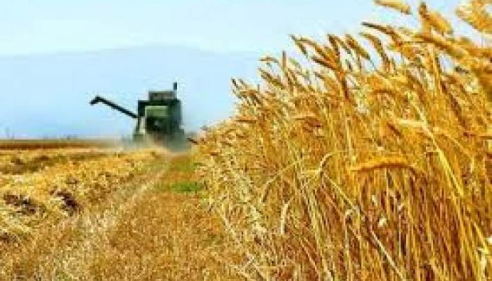 کام تلخ گندم‌کاران جنوب کرمان و مطالباتی که پرداخت نشد