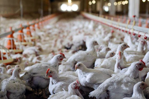با قیمت مصوب فعلی مرغداران دوام نمی آورند